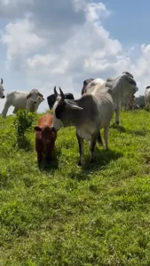 Embriones Angus para el trópico